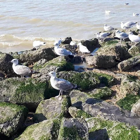 In Belgium Near Dunes & Sea كوكسيجدي